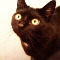 NekoPlayzGames 🕹️🐱🎮